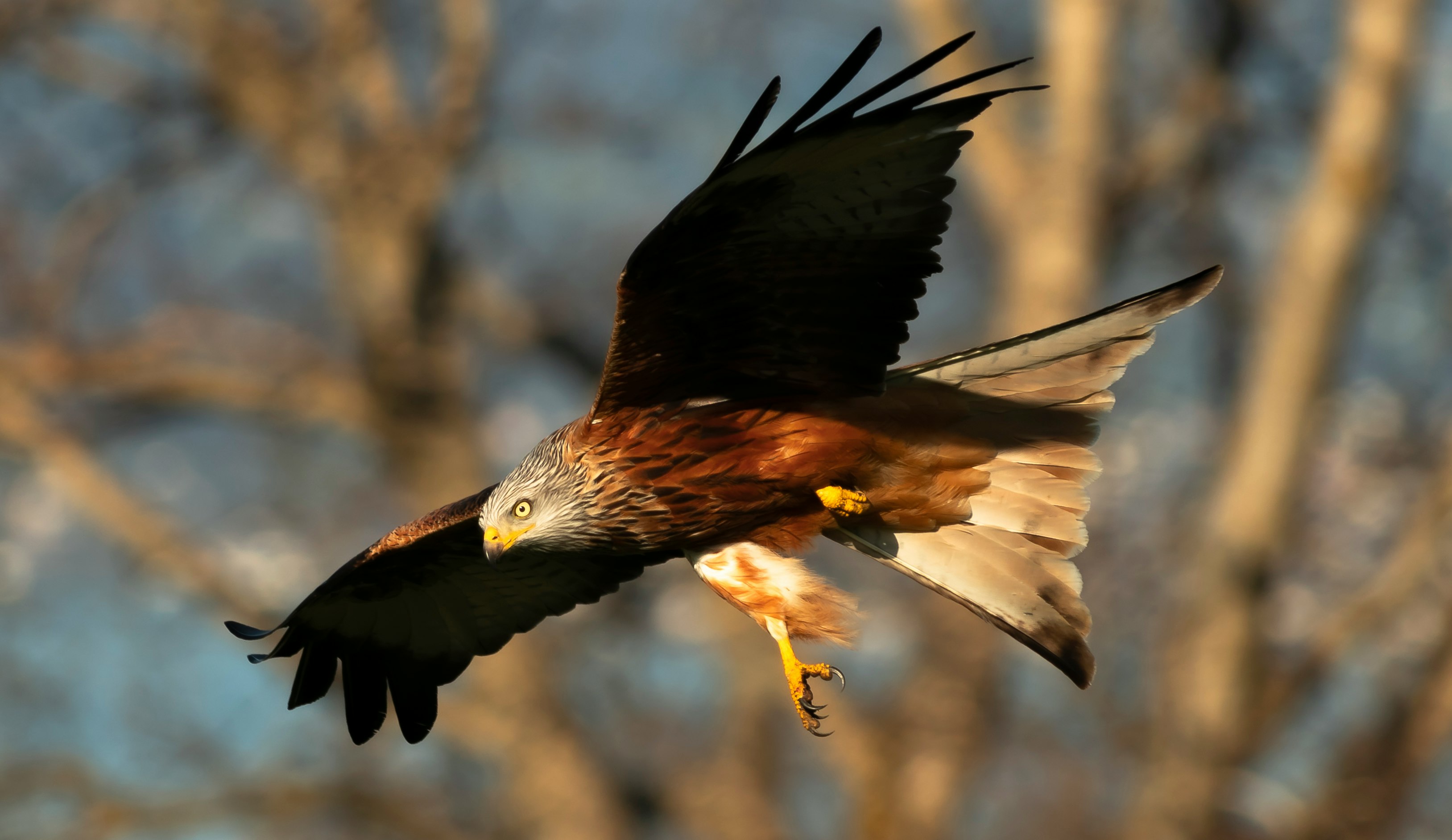 brown and white eagle flying during daytime